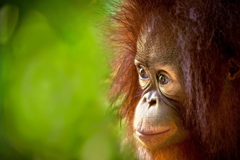 Borneo Wildlife