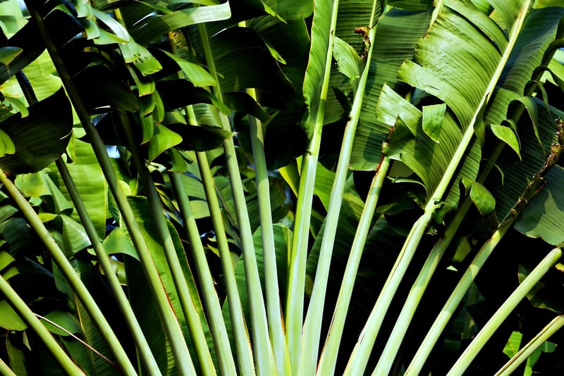 Tropical Jungle